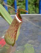 Nepenthes albomarginata 'Penang'